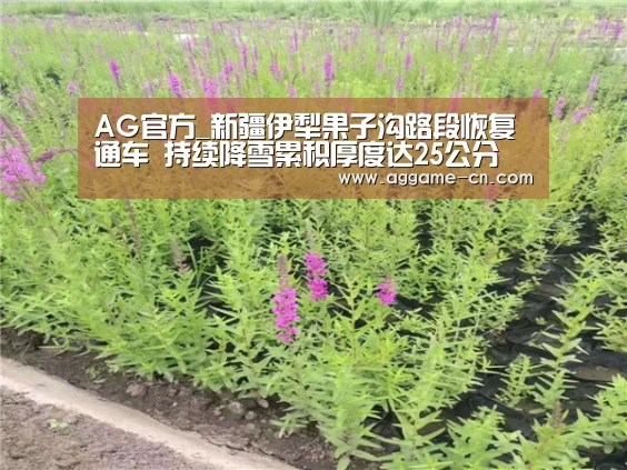 AG娱乐